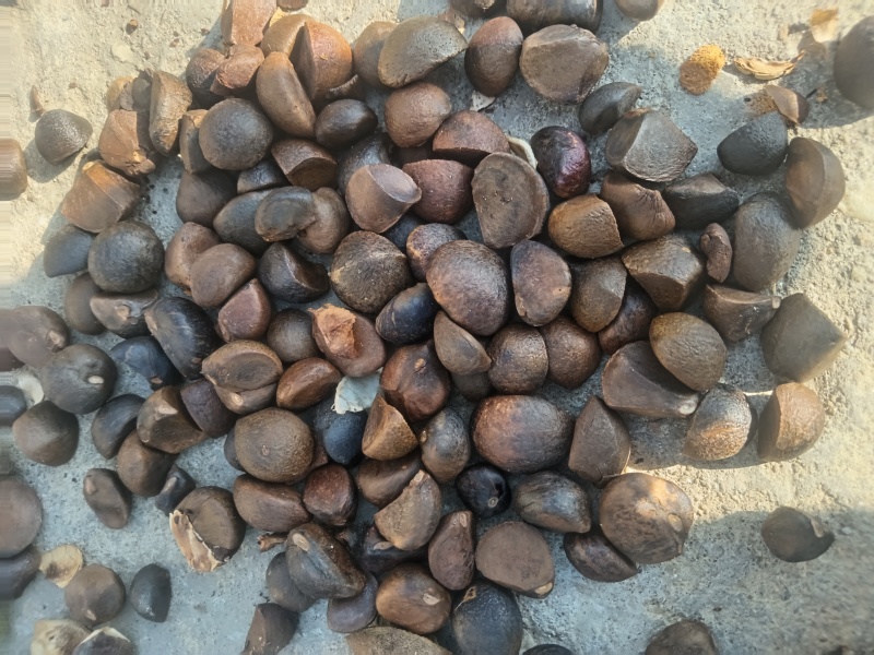 大悟油茶籽