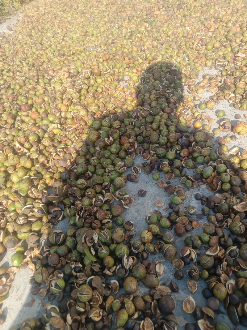 大悟油茶籽
