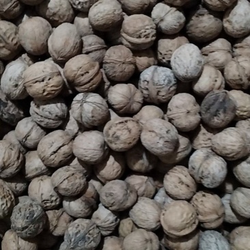 新疆伊犁核桃