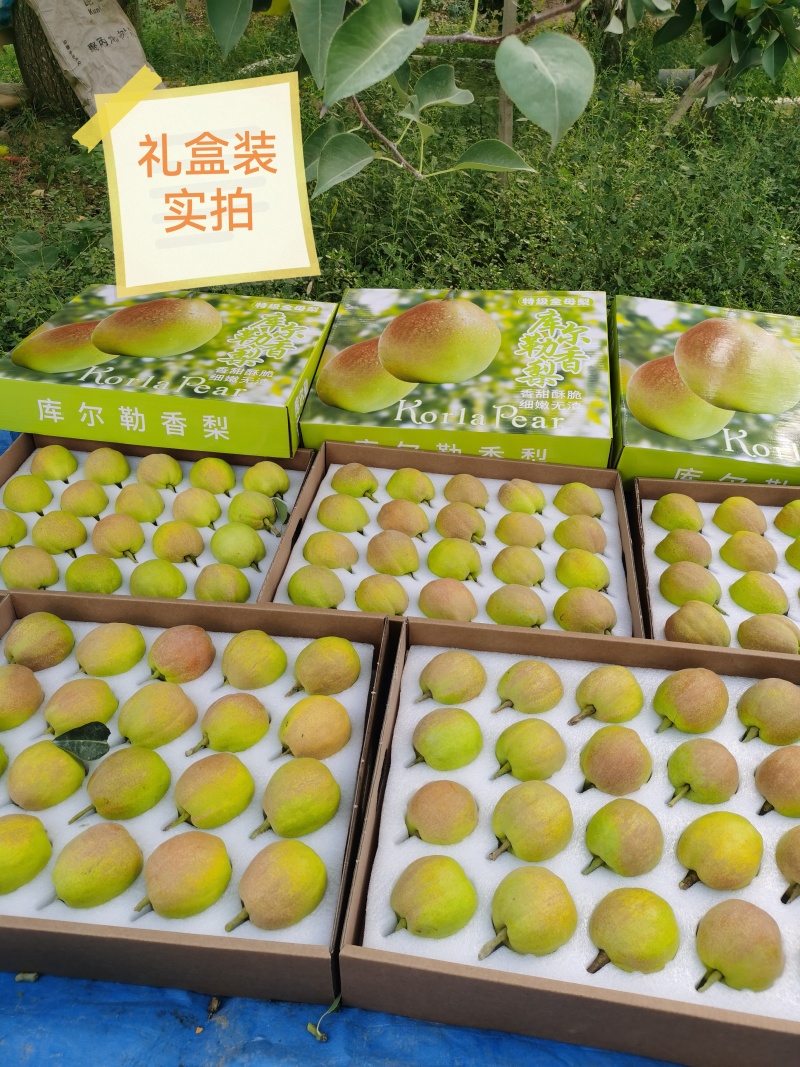 新疆库尔勒香梨