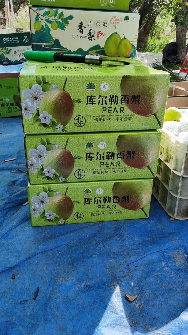 新疆库尔勒香梨