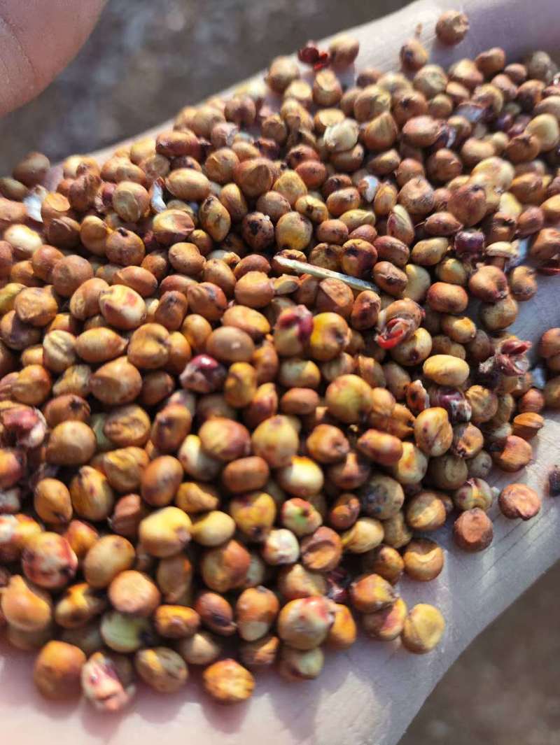 哈尔滨红高粱
