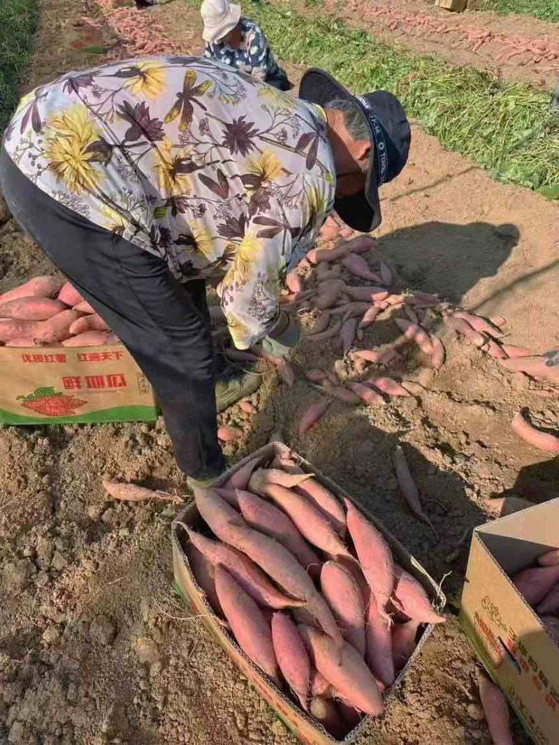 紫薯