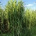 四川达州宣汉青牧壹号牧草