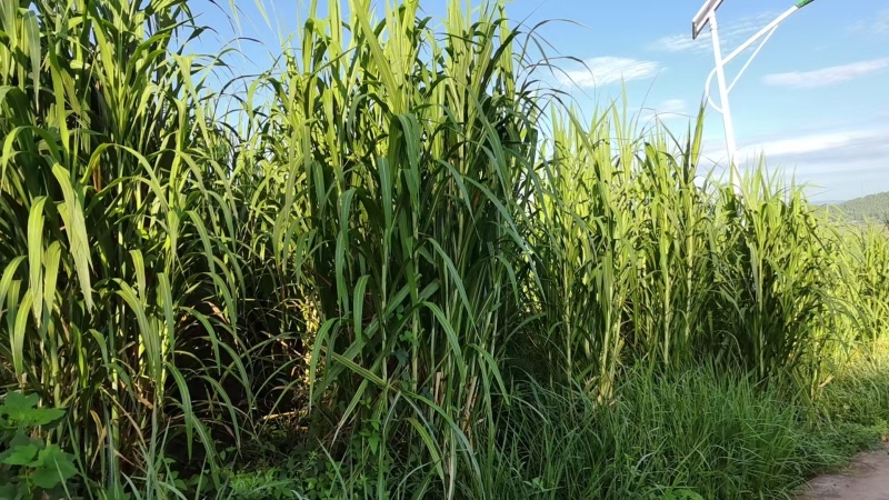 四川达州宣汉青牧壹号牧草