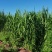 四川达州宣汉青牧壹号牧草
