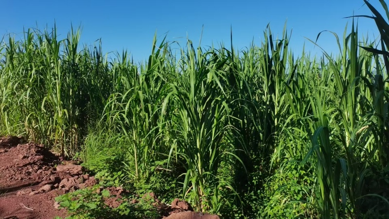 四川达州宣汉青牧壹号牧草