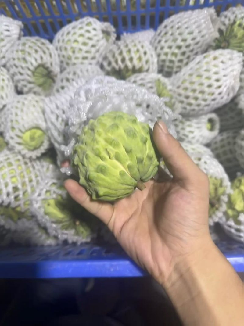 广东释迦果