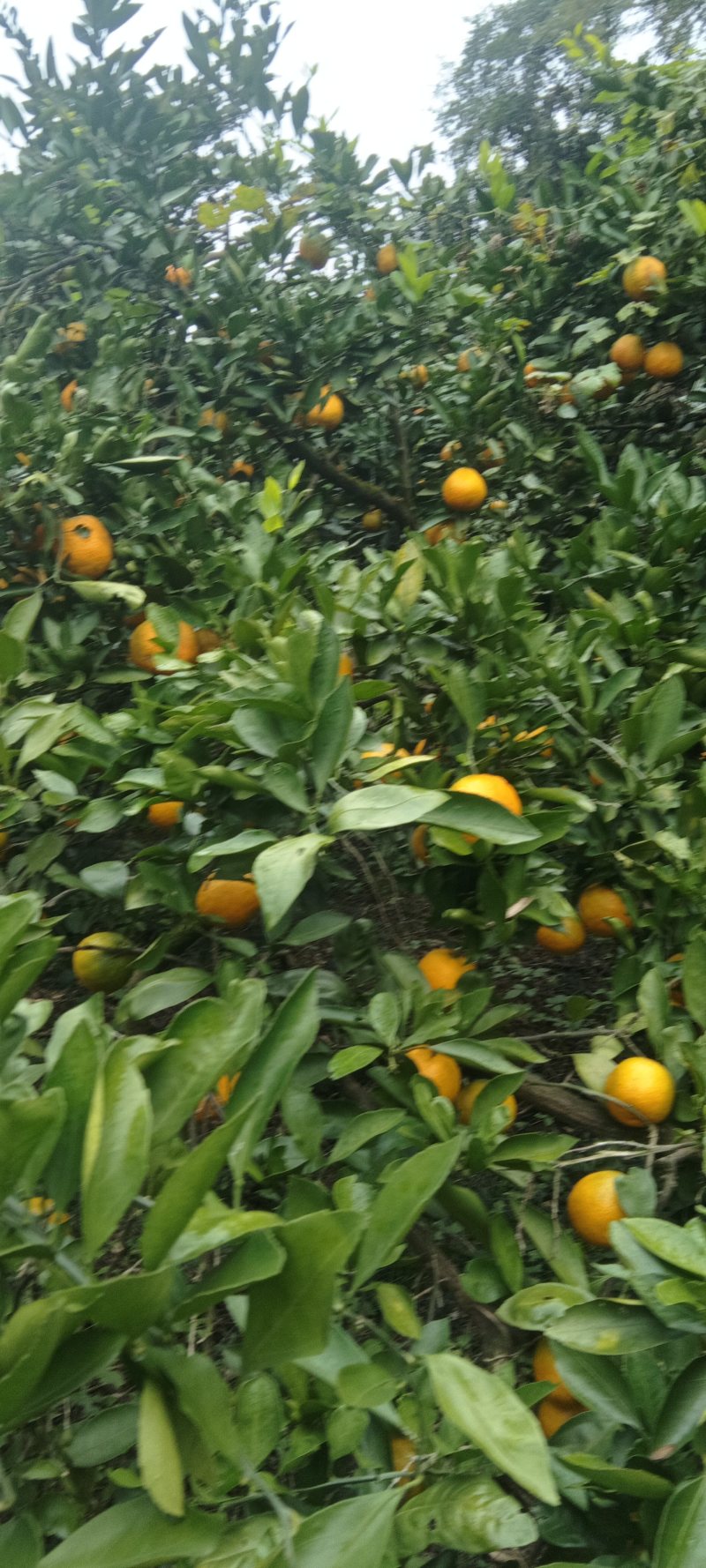 石门燕子山蜜橘湖南基地直供质量保证一手货源全国发货