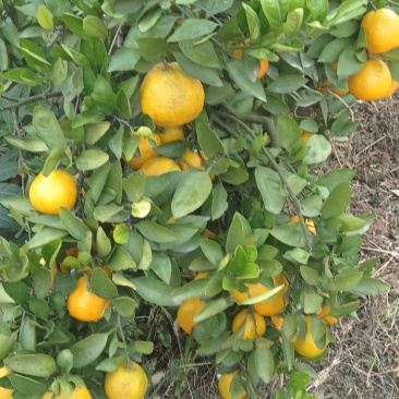 石门燕子山蜜橘湖南基地直供质量保证一手货源全国发货