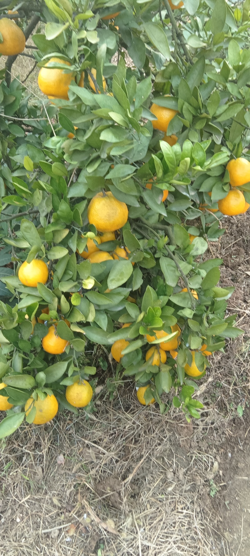 石门燕子山蜜橘湖南基地直供质量保证一手货源全国发货