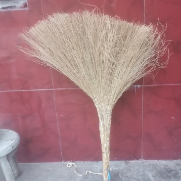铁树扫把，金丝草扫把源头产地批发不包邮。量大从优