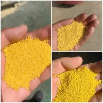 金苗k1，大金苗