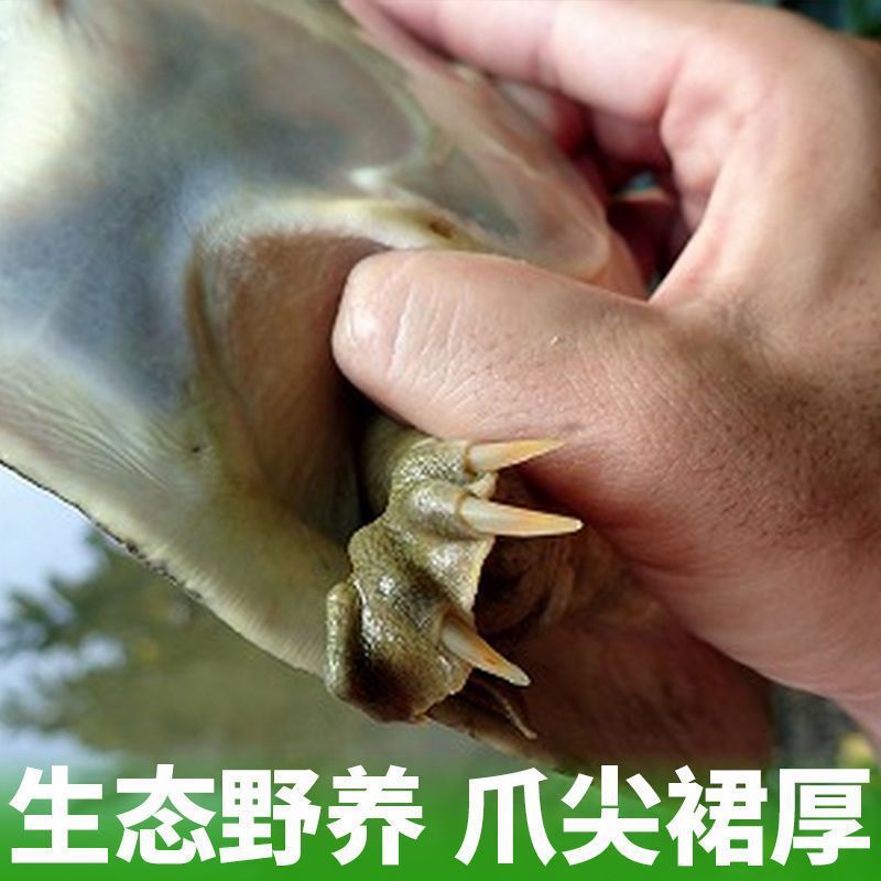 河南甲爸爸外塘甲鱼