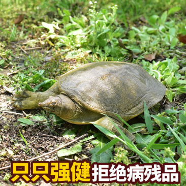河南甲爸爸外塘甲鱼