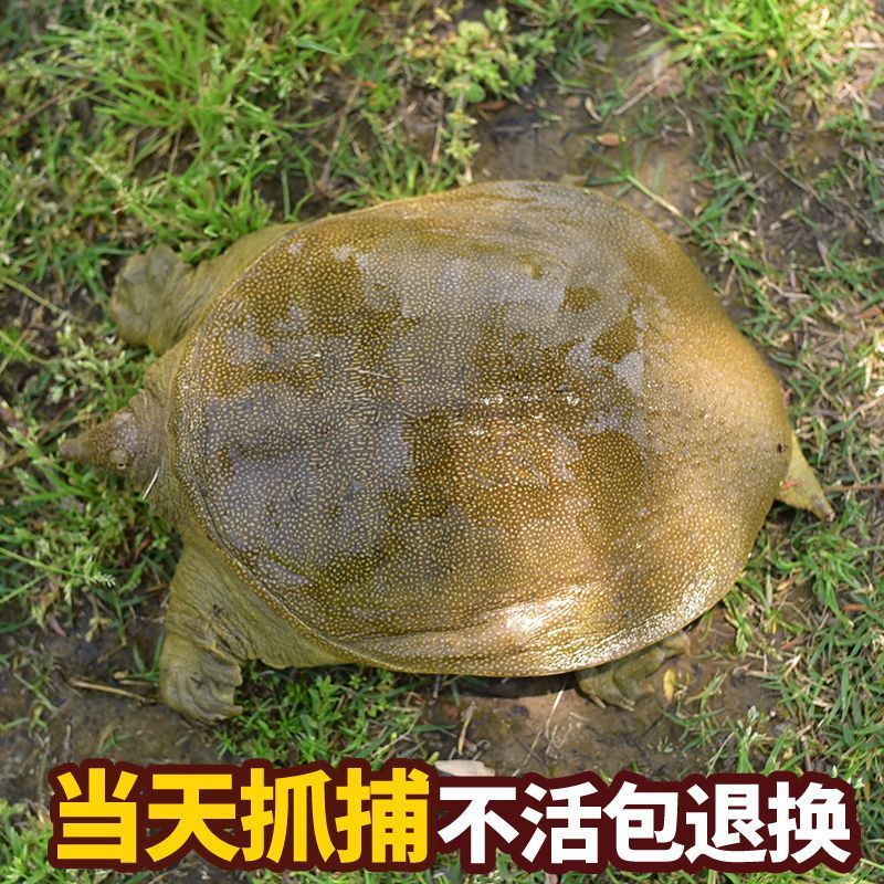 河南甲爸爸外塘甲鱼