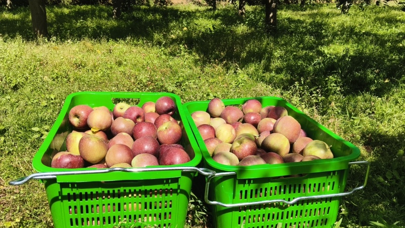 剑川马登苹果