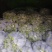 路天西葫芦小瓜大量上市，需要老板联系