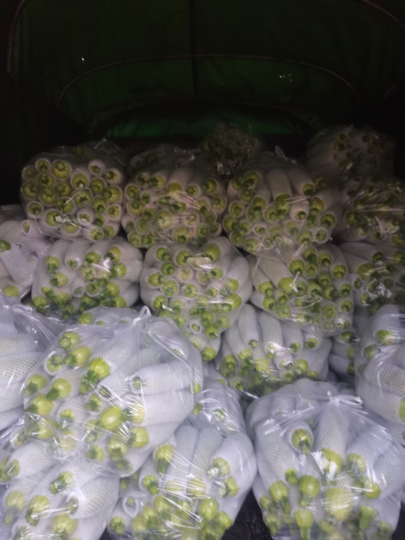 路天西葫芦小瓜大量上市，需要老板联系