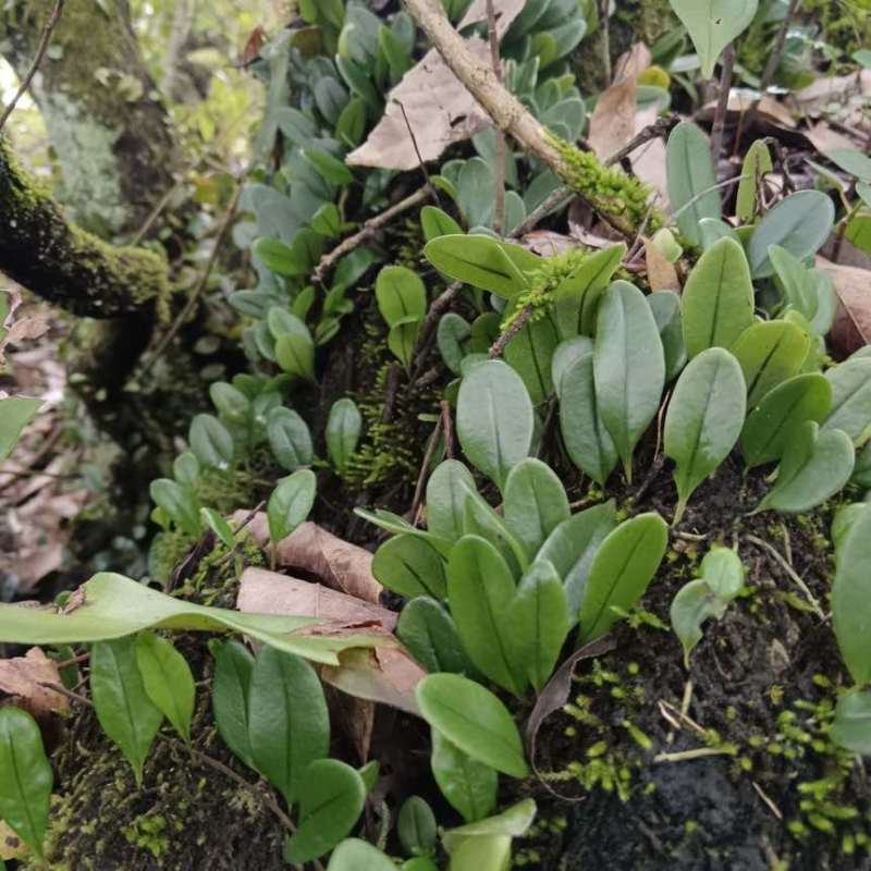 新鲜云南抱石莲石瓜子鱼鳖草抱树莲金龟产地野生产地直发包邮鲜货