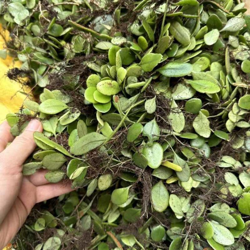 新鲜云南抱石莲石瓜子鱼鳖草抱树莲金龟产地野生产地直发包邮鲜货