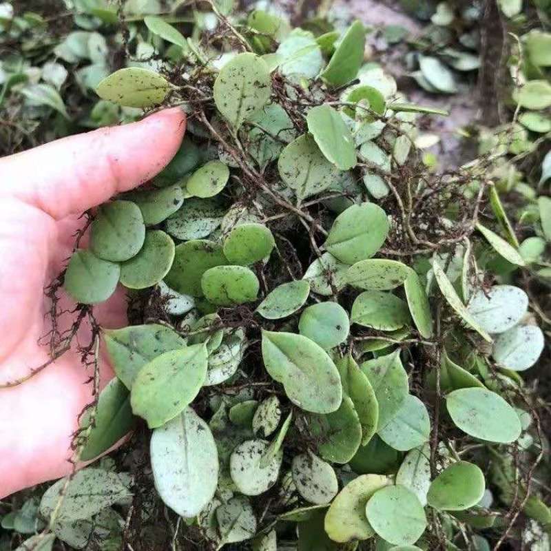 新鲜云南抱石莲石瓜子鱼鳖草抱树莲金龟产地野生产地直发包邮鲜货