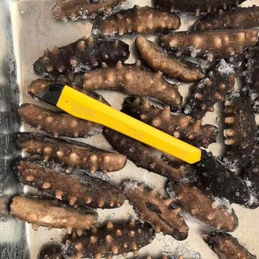 即食海参，2块5一个，一斤40-50个头的
