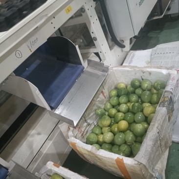 广西钦蜜9号百香果电商果含税包售后全规格一件代发