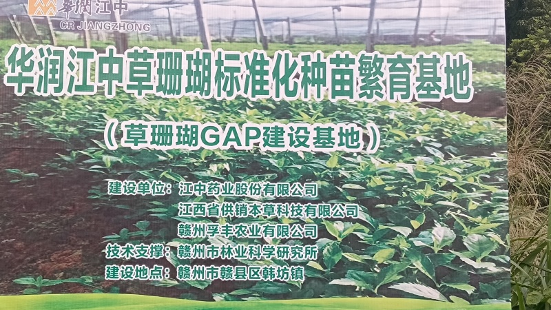 出售草珊瑚种苗