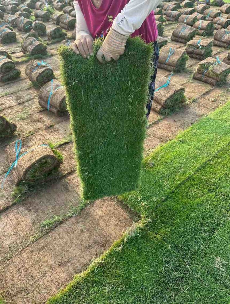 精品百慕大