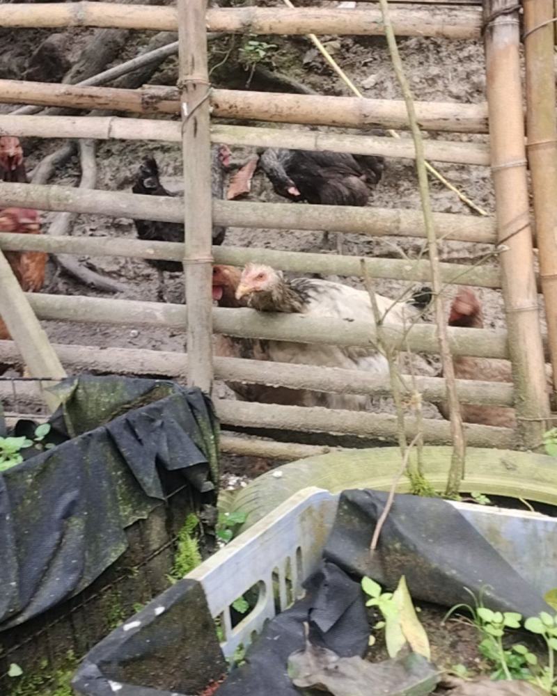 放养土鸡