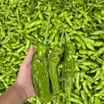 薄皮辣椒