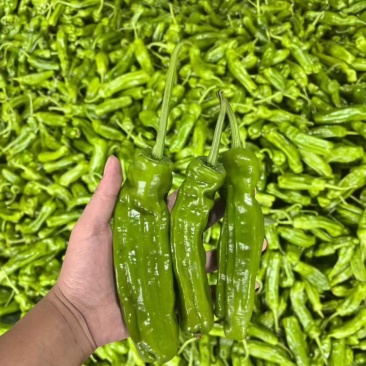 薄皮辣椒