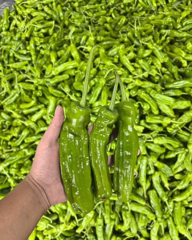 薄皮辣椒