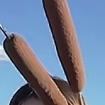 蒲棒