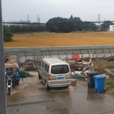 糯稻
