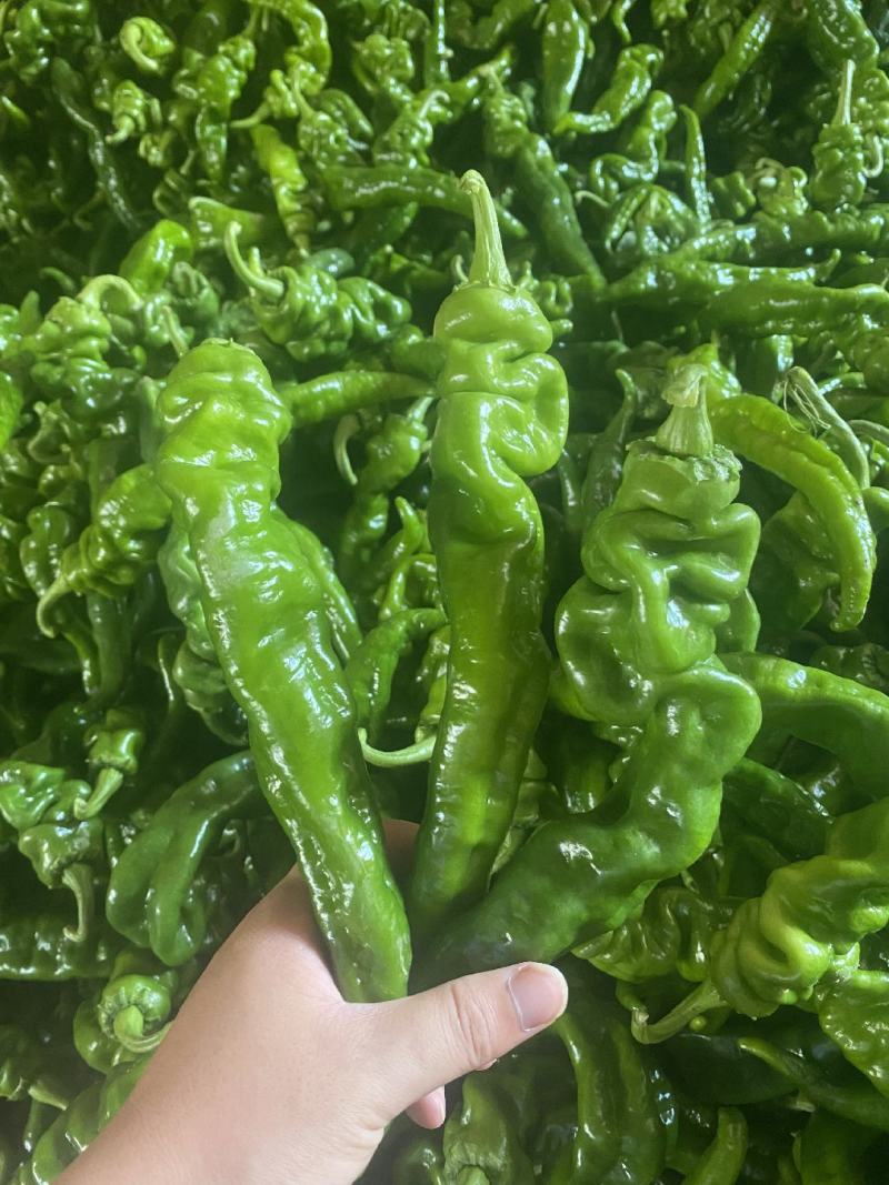 陕西产区精品螺丝椒大量供应