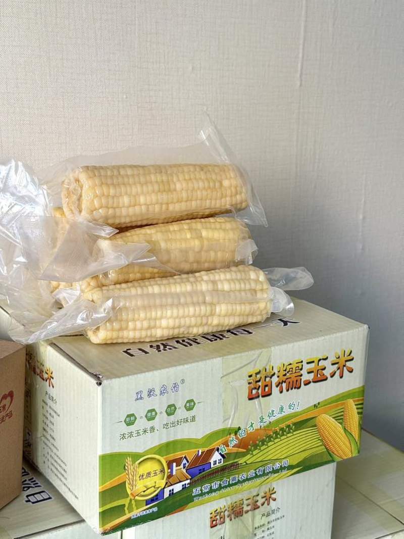2025头茬玉米，东北白糯玉米336，食品级真空包装