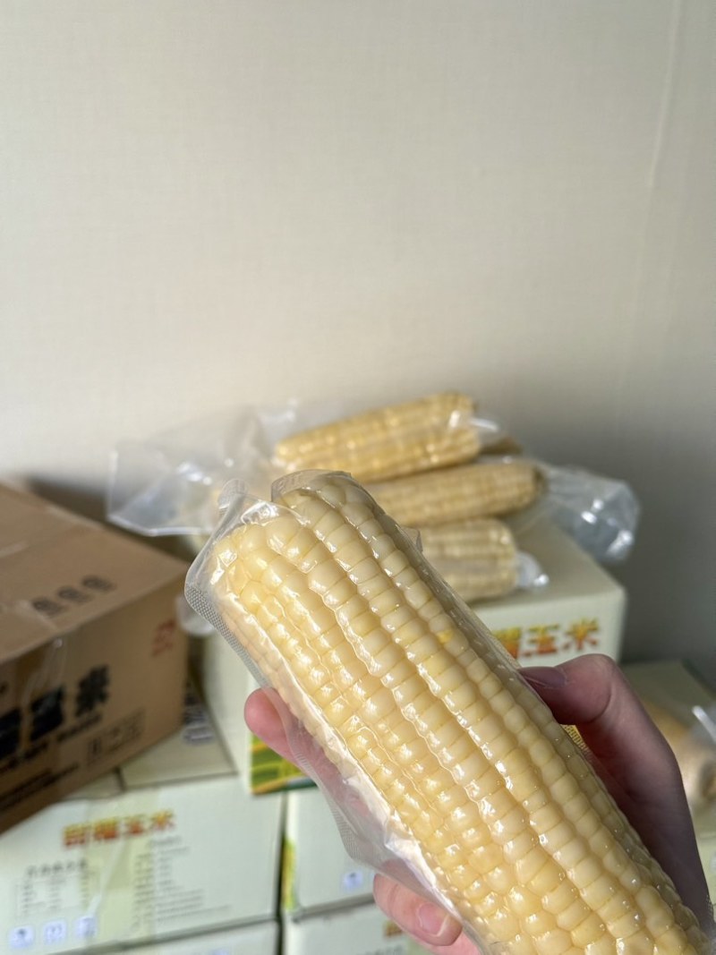 2025头茬玉米，东北白糯玉米336，食品级真空包装