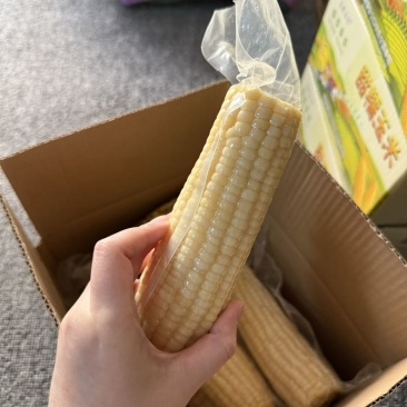 2025头茬玉米，东北白糯玉米336，食品级真空包装