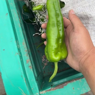 301辣椒