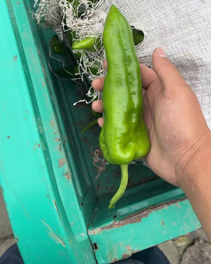 301辣椒