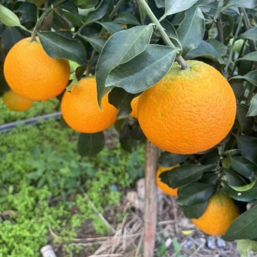 眉山爱媛