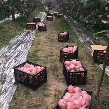 山西临猗坡上红富士苹果