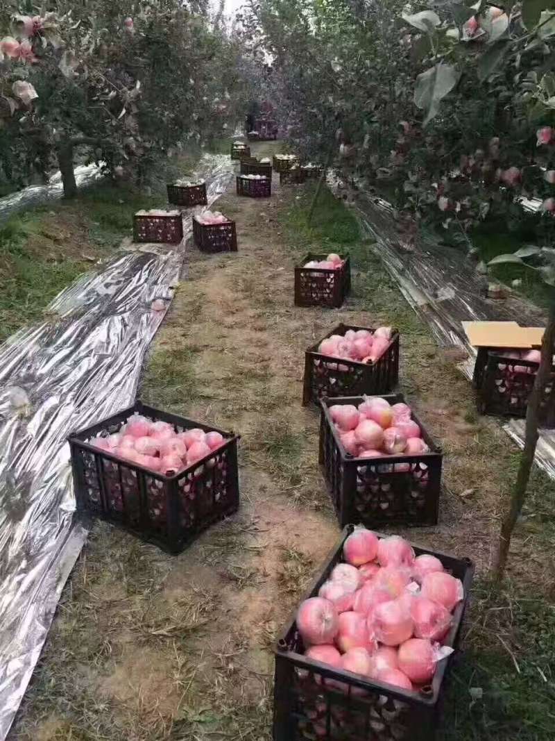 山西临猗坡上红富士苹果