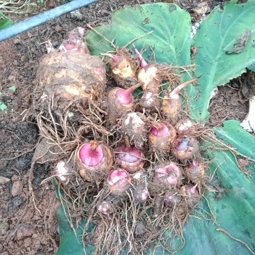 露天种植的芋头，纯农家肥种植，