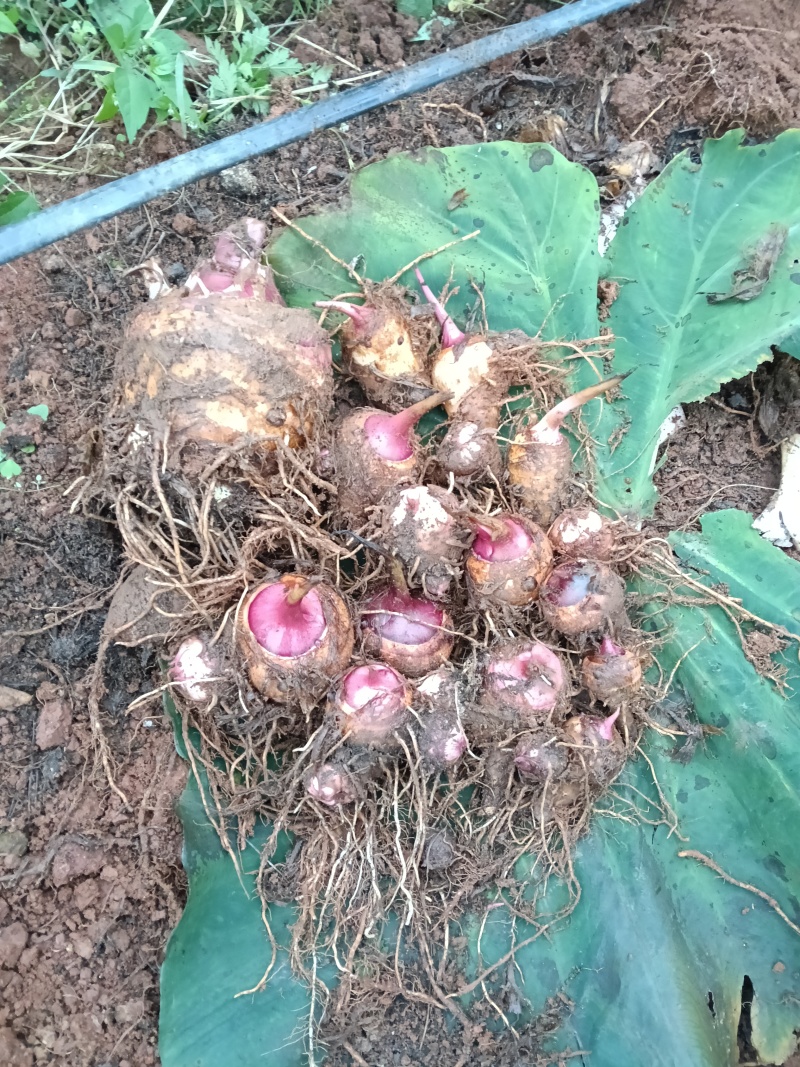 露天种植的芋头，纯农家肥种植，
