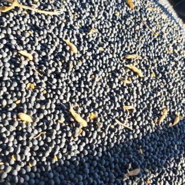 黑豆乌豆黄芯