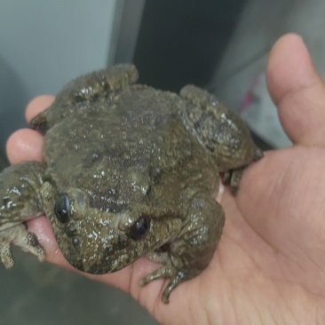 石蛙