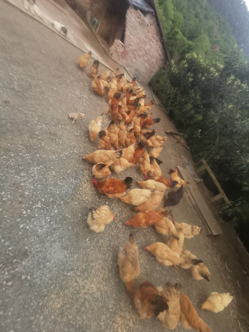 正宗土鸡跑山鸡